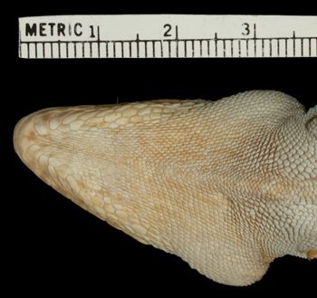 Media type: image;   Herpetology R-16167